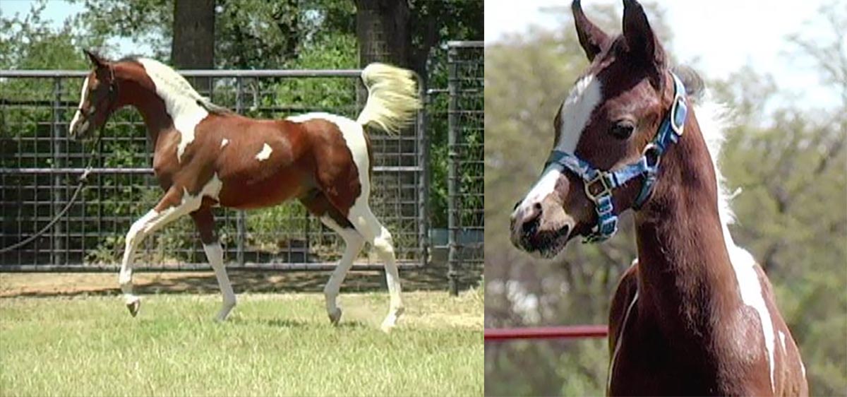 Cross Timbers Arabians and Pintos Pintabians